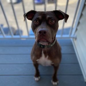 Meet your Posher, Joe